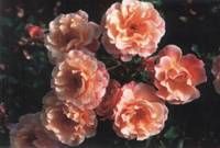 科帕托芙 科帕托芙