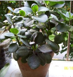 長壽金柑 長壽金柑