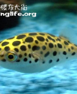 潛水艇魚 潛水艇魚