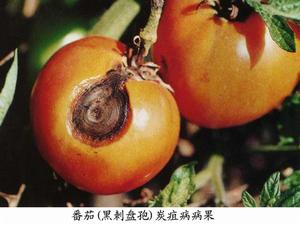 番茄黑刺盤孢炭疽病 番茄黑刺盤孢炭疽病