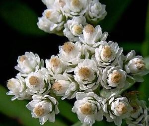 密生香青 密生香青