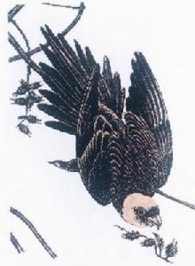 卡羅來納長尾小鸚鵡 卡羅來納長尾小鸚鵡