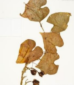 小萼飛蛾藤（原變種）