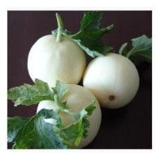 白雪一號 白雪一號