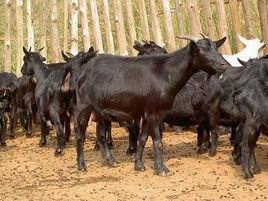 湘東黑山羊 湘東黑山羊