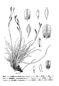 倒卵鱗薹草 倒卵鱗薹草