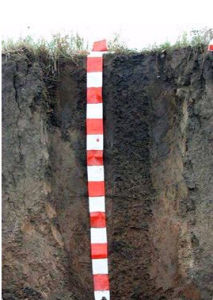 砂礓黑土 砂礓黑土