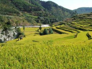 木葉平村 木葉平村