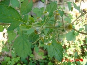 粗硬胡椒 粗硬胡椒