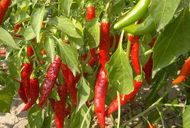 遵義酢辣椒 遵義酢辣椒