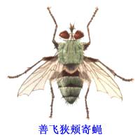 善飛狹頰寄蠅 善飛狹頰寄蠅
