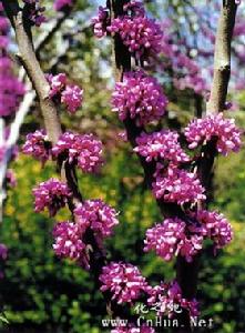 黃山紫荊 黃山紫荊