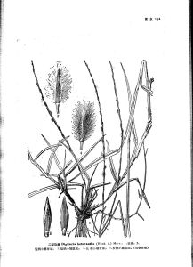 二型馬唐 二型馬唐