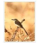 褐脅山鷦鶯 褐脅山鷦鶯