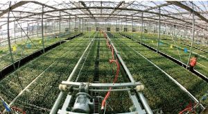 物聯網溫室大棚 物聯網溫室大棚