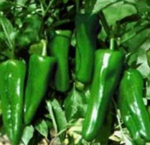 湘研一號 湘研一號