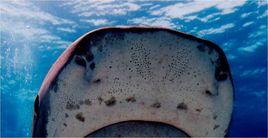 羅倫氏壺腹 羅倫氏壺腹