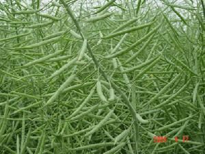 華皖油2號 華皖油2號