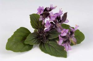 羅勒[唇形目唇形科植物]