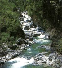 神農架主景區中的生態多樣性