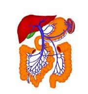 肝門靜脈系