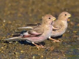 蒙古沙雀 蒙古沙雀