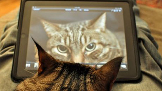 一片亮光光的圖形能吸引很多動物的注意，包括貓。