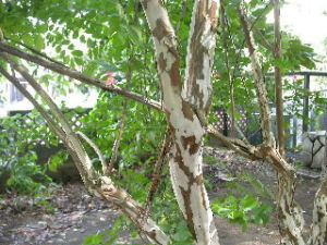 番石榴樹皮 番石榴樹皮