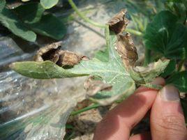 西瓜灰霉病 西瓜灰霉病