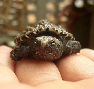 佛洲小鱷龜