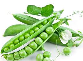 固原草豌豆 固原草豌豆