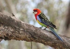 紅腰鸚鵡指名亞種 紅腰鸚鵡指名亞種