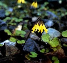 珠芽垂頭菊 珠芽垂頭菊