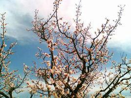 新莊堡村 新莊堡村