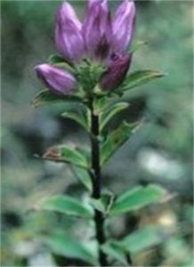 大頸龍膽 大頸龍膽