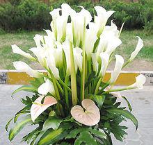 馬蹄蓮[馬蹄蓮屬植物的統稱]