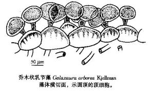 喬木狀乳節藻 喬木狀乳節藻