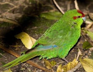 額鸚鵡屬 額鸚鵡屬