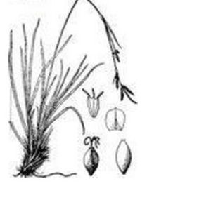 白馬苔草 白馬苔草