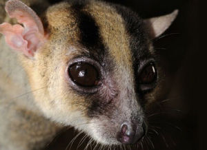 叉斑狐猴 叉斑狐猴