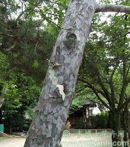 白松[松科松屬的一種植物]