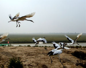 黃驊南大港濕地 黃驊南大港濕地