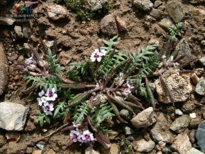 腺花旗桿 腺花旗桿