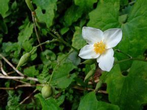 黃水芋草[中藥]