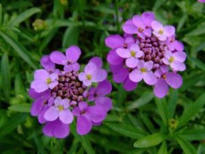 屈曲花屬 屈曲花屬