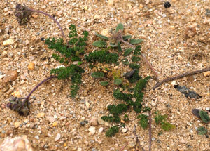 千葉獨活根 千葉獨活根