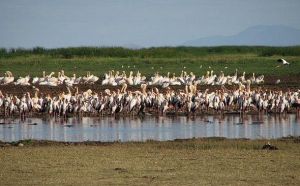 曼雅拉湖國家公園 曼雅拉湖國家公園