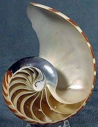 鸚鵡螺的螺鏇中暗含了菲波納切數列