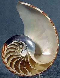 鸚鵡螺的螺鏇中暗含了菲波納切數列