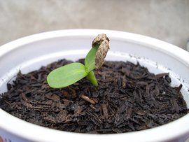 矮向日葵 矮向日葵